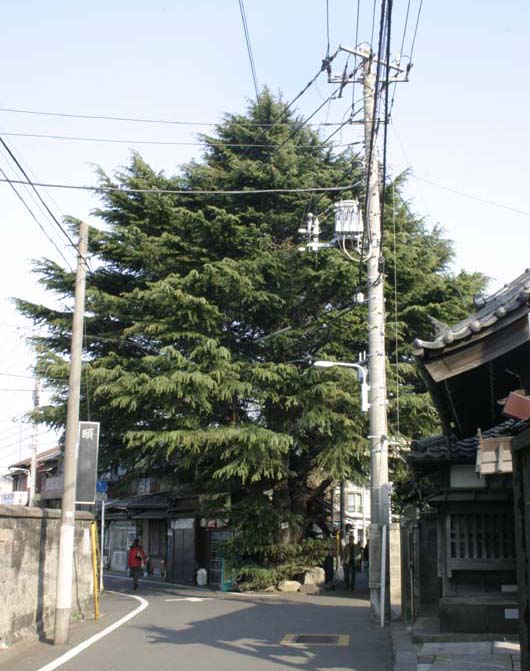 谷中のヒマラヤ杉とみかどパン Nostalgic Tokyo 谷中 根津 千駄木