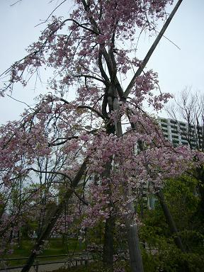 まだまだ・桜_e0130008_20542796.jpg