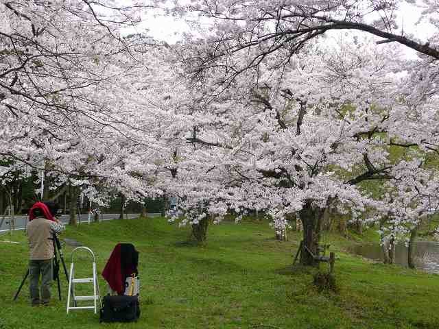 さくら・桜・sakura_d0146709_10443619.jpg