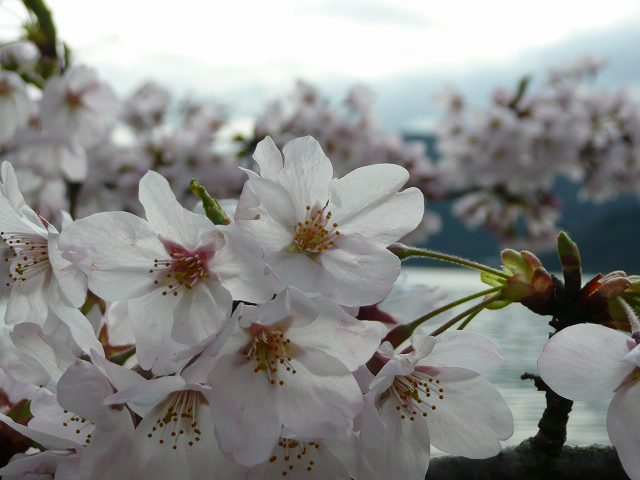 さくら・桜・sakura_d0146709_1153847.jpg