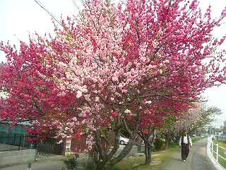 八重桜？_f0059616_1619699.jpg