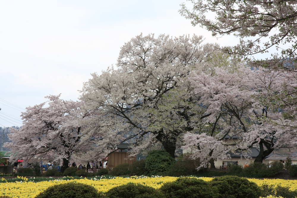 桜　山梨県　神代桜_c0100217_020679.jpg