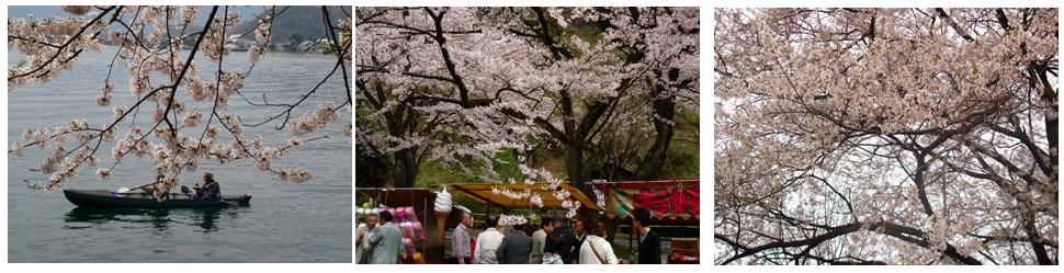 ハナモモ、開花宣言　　朽木小川・気象台より_c0044819_7182711.jpg