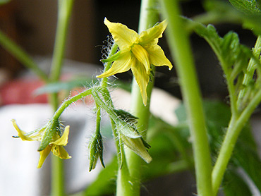 いきなりの開花！？　そして、初めての「わき芽摘み」_b0122120_10545261.jpg