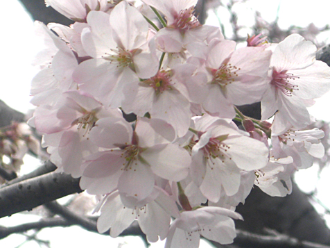 c0038424_8261197.jpg
