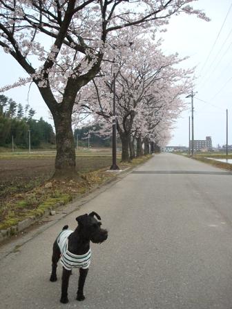 花ぐもり・・・そして雨_f0141130_13391753.jpg