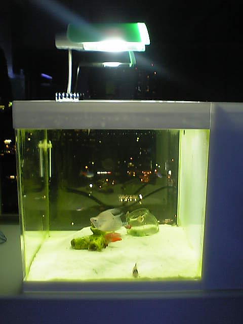 自宅で水族館気分 魚な日々