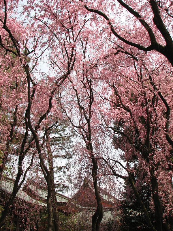 そうだ京都にいこう　Ⅹ　＜平安神宮　４　桜花爛漫＞_f0099535_16105899.jpg