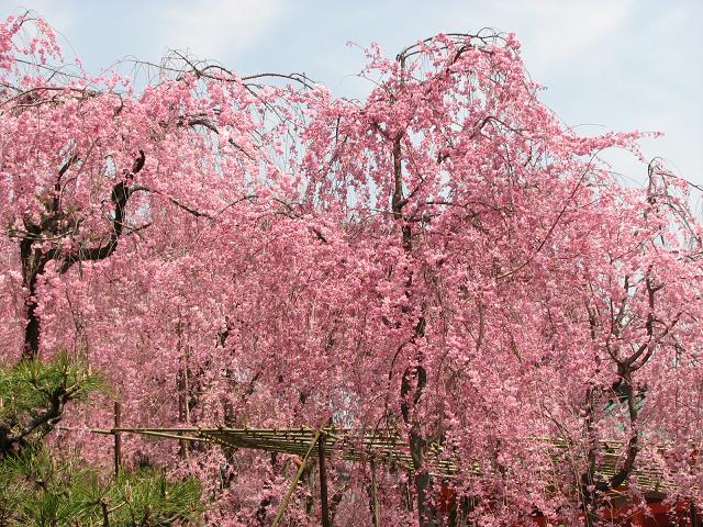 そうだ京都にいこう　Ⅹ　＜平安神宮　４　桜花爛漫＞_f0099535_16112726.jpg