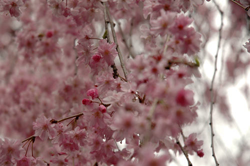 春の京都☆　桜とおいしいもの①_c0075840_23491766.jpg