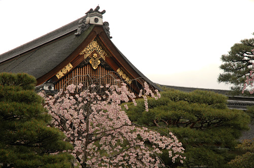 春の京都☆　桜とおいしいもの①_c0075840_2350519.jpg