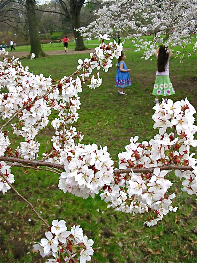 桜の花咲く木の下で。｡･:*:･ﾟ*♪_a0087045_4521660.jpg