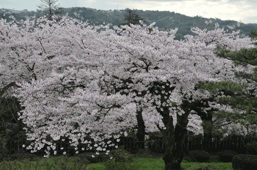 兼六園の桜(3)_c0093046_6195819.gif