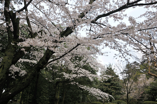 兼六園の桜(3)_c0093046_6201783.gif