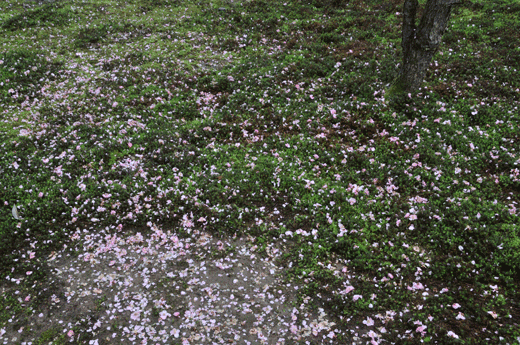 兼六園の桜(3)_c0093046_6203954.gif