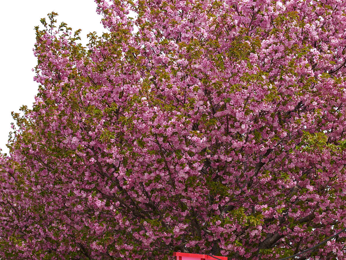a0089554_20263862.jpg