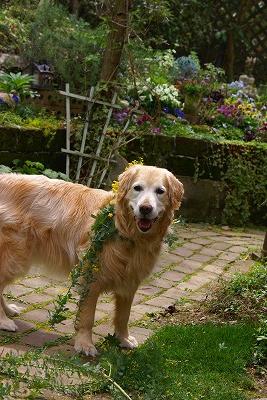 ミモザ犬です。_d0083761_1856617.jpg