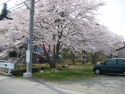 桜の下でお花見_b0100062_6113583.jpg
