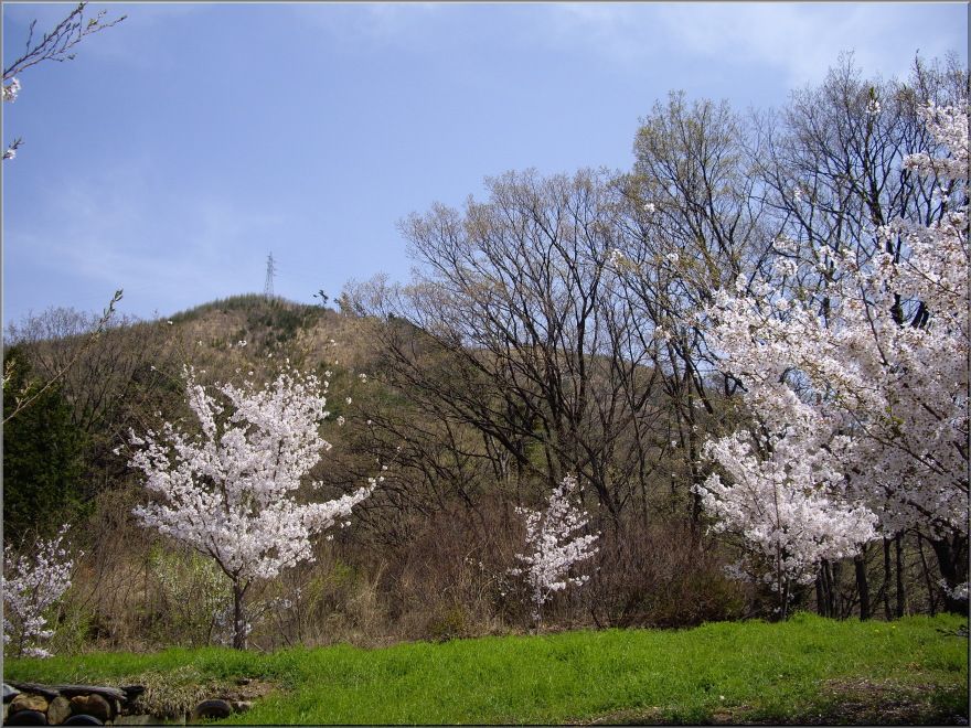 勝沼大善寺の裏に咲く桜と甲州高尾山_b0122266_1253926.jpg