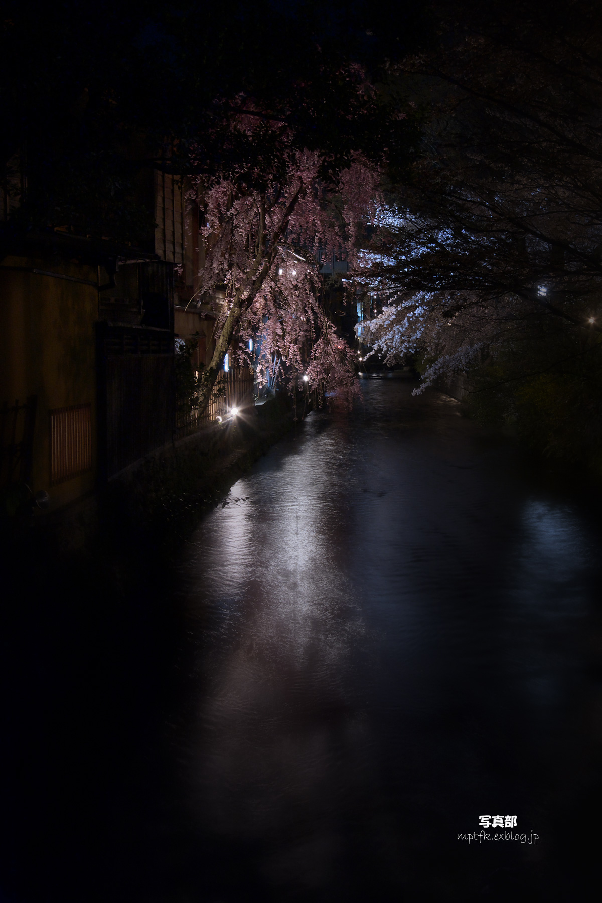 京都　祇園　白川　枝垂れ桜_f0021869_015264.jpg