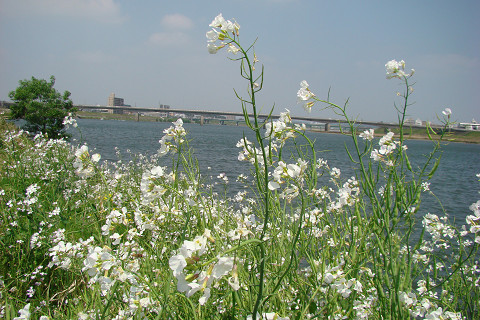 河川敷の風景_b0135573_2318127.jpg