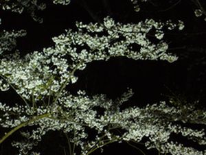  Ｌｉｇｈｔ　ｕｐ　－輪島の夜桜－_f0138073_17465077.jpg