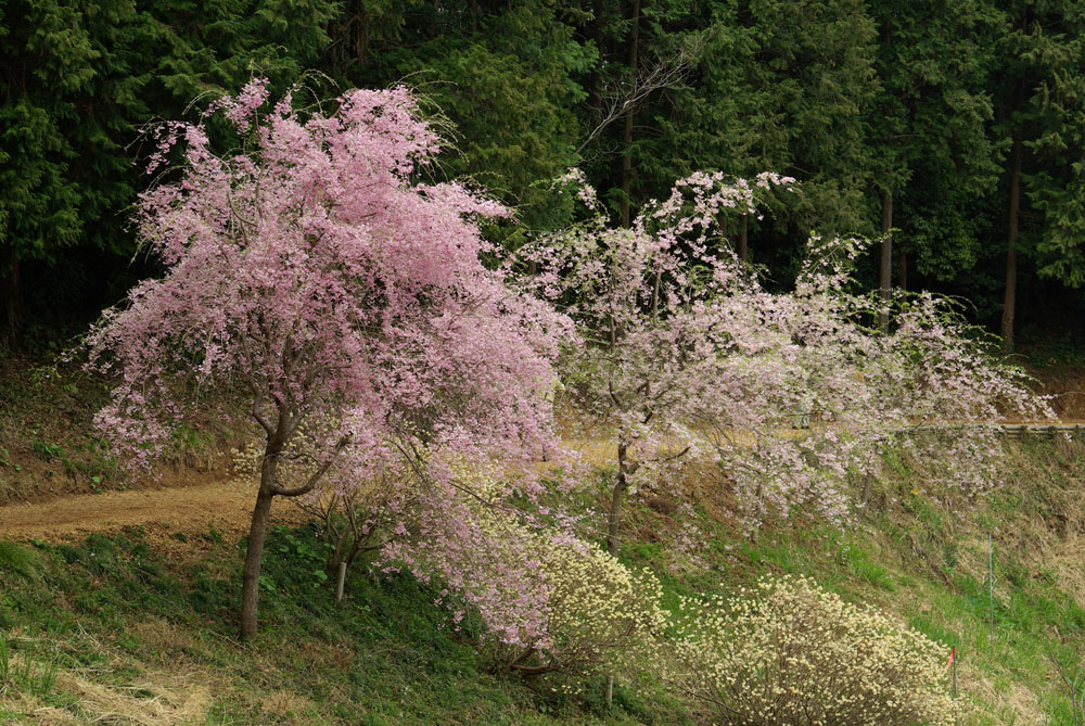 多摩森林科学園の桜･･･（３）_e0110874_23113577.jpg