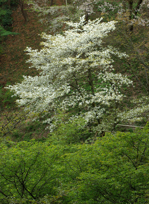 多摩森林科学園の桜･･･（３）_e0110874_23131331.jpg