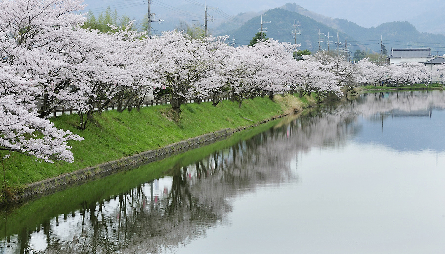 桜パート・・・最後かな？_f0145674_21522740.jpg