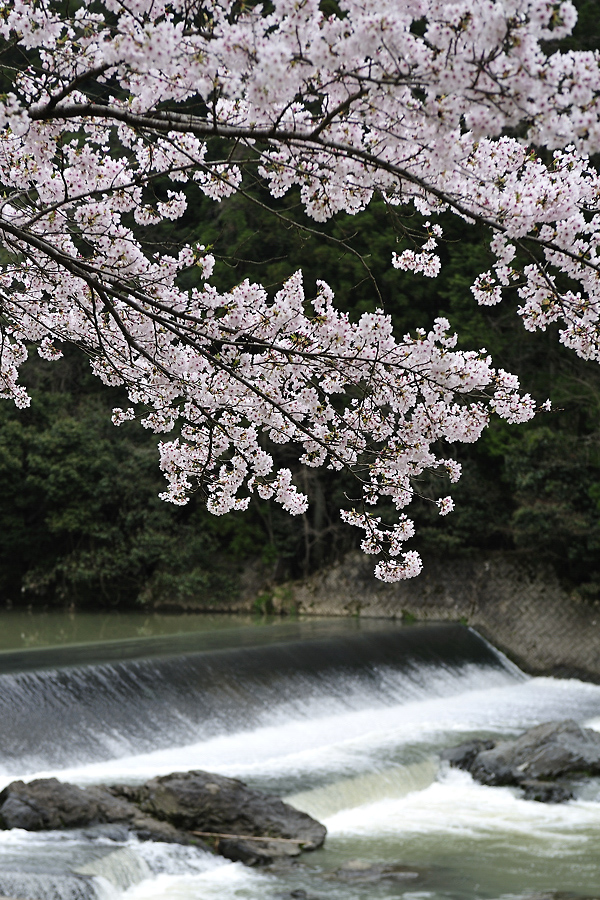 桜パート・・・最後かな？_f0145674_22201676.jpg