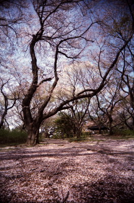 VivitarUW&Sで桜_a0027275_19355897.jpg