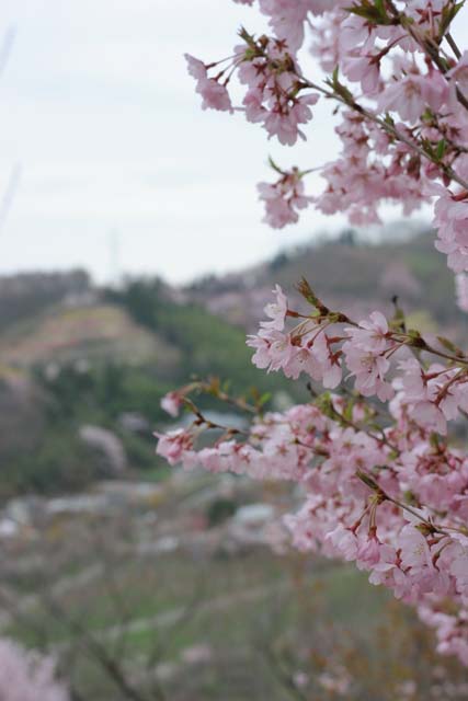 福島県の花見山に行ってきました。_e0044675_8125938.jpg