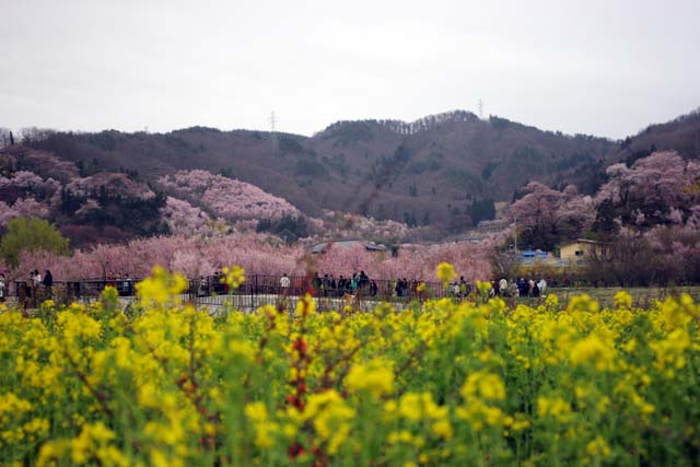 福島県の花見山に行ってきました。_e0044675_8131685.jpg