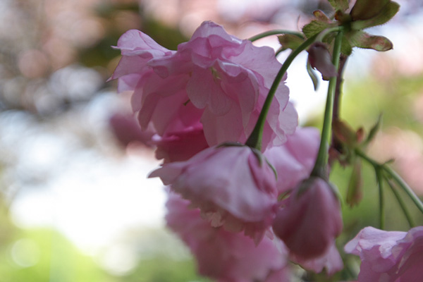 桜花の塩漬け（続き）_b0003287_1853338.jpg