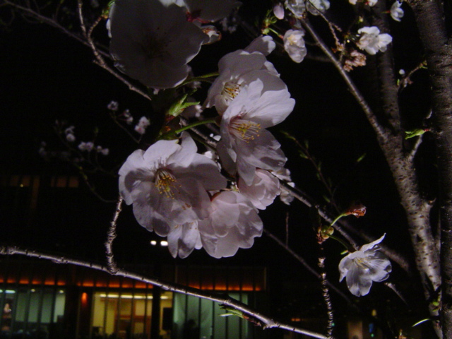 b0027290_33460.jpg
