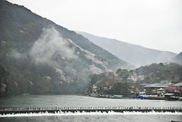 京都桜紀行　『嵐山』_d0114093_23443786.jpg