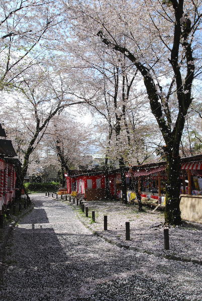 京都桜紀行　『平野神社』_d0114093_23465236.jpg