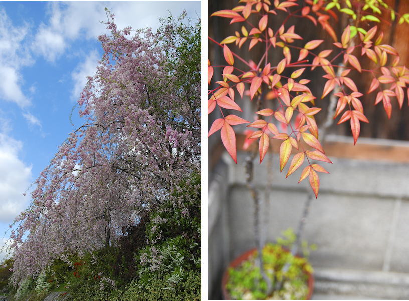 京都桜紀行　『お散歩』_d0114093_23484632.jpg