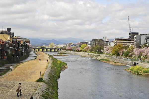 京都桜紀行　『お散歩』_d0114093_23485114.jpg