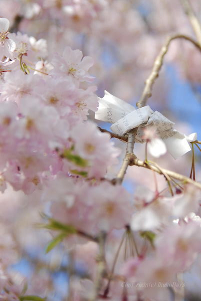 京都桜紀行　『お散歩』_d0114093_23485949.jpg