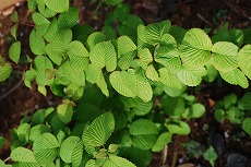 c0124100_1816197.jpg