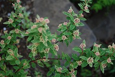 c0124100_18162391.jpg