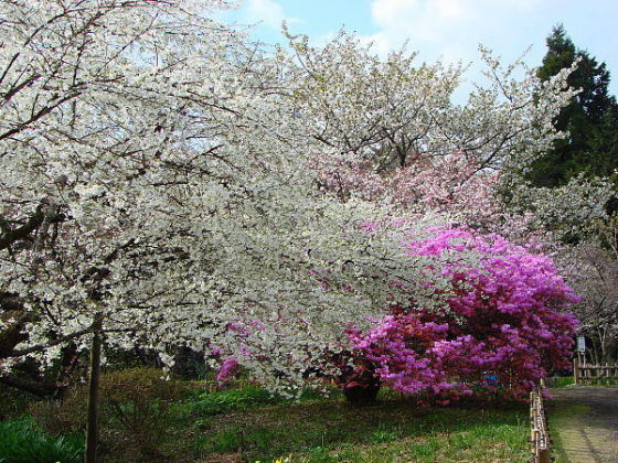 御殿場で・・・秩父宮記念公園_b0066502_22344492.jpg