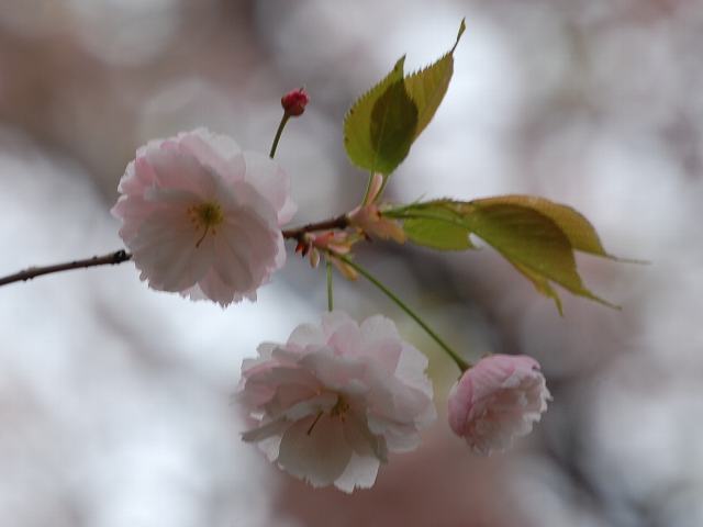 里桜「一葉（イチヨウ）」_c0121803_6173013.jpg