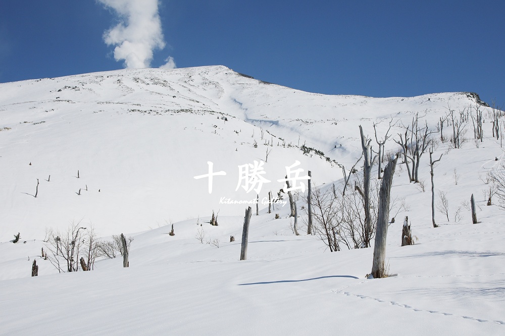 十勝岳　－ 立ち枯れの尾根 －_c0073613_23575835.jpg