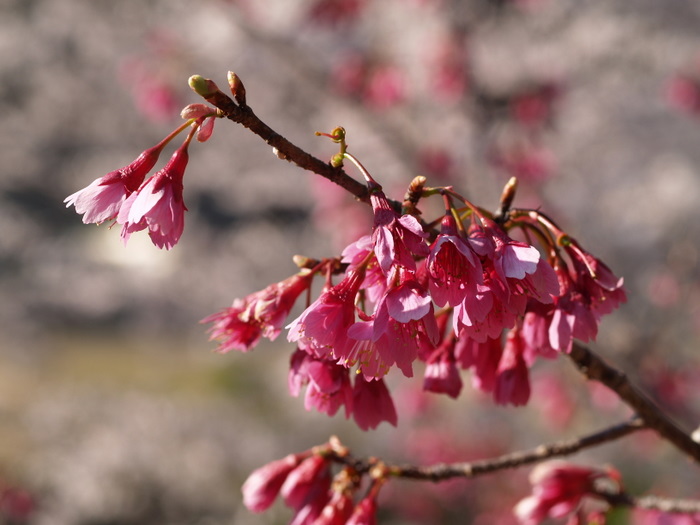 地区のお花見の場所へ再び。_c0116915_1201811.jpg