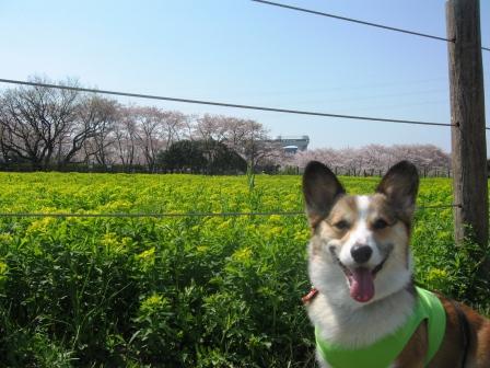 桜草公園へ行ってきました～♪_f0155118_6511468.jpg