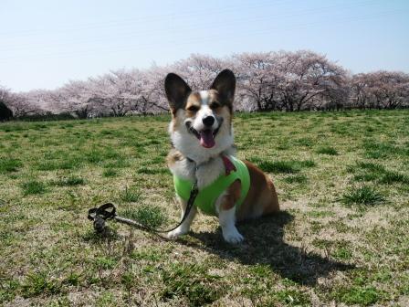 桜草公園へ行ってきました～♪_f0155118_6574591.jpg