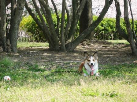 桜草公園へ行ってきました～♪_f0155118_711050.jpg