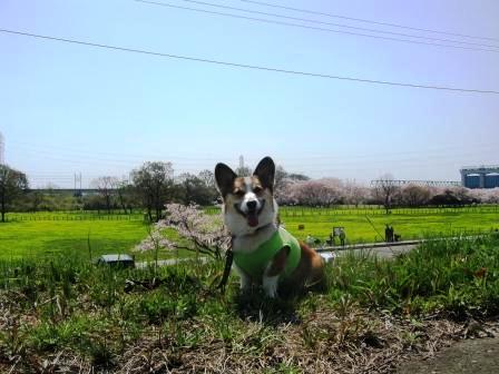 桜草公園へ行ってきました～♪_f0155118_7122958.jpg